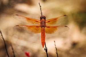 An orange dragonfly perched on a branch with its wings spread. Shot from above.